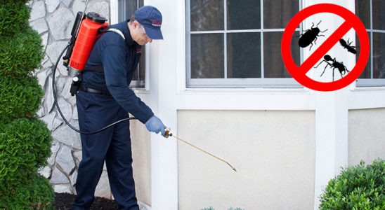 Kağıthane Karınca İlaçlama böcek ilaçlama ve haşere kontrolü — ilaclama-tr.com